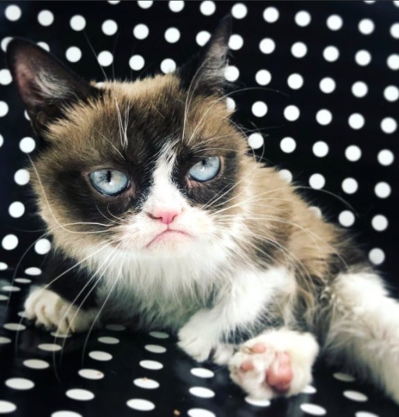 Fenomen kedi Grumpy Cat�ten üzücü haber! Gerçek Gündem