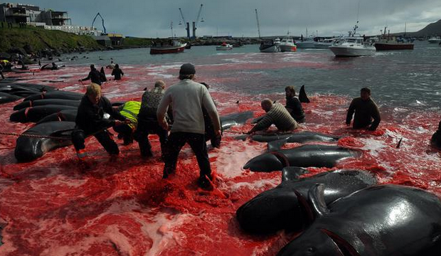 Danimarka'da 'geleneksel' balina katliamı! Gerçek Gündem